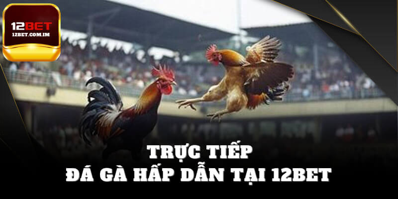 Trực tiếp đá gà 12bet hấp dẫn
