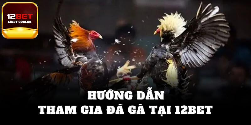Hướng dẫn tham gia đá gà 12bet