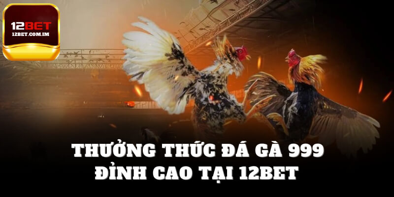 Thưởng thức Trực tiếp đá gà 999 đỉnh cao tại 12bet