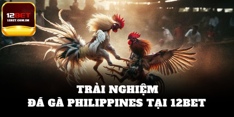 Trải nghiệm đá gà Philippines tại 12bet