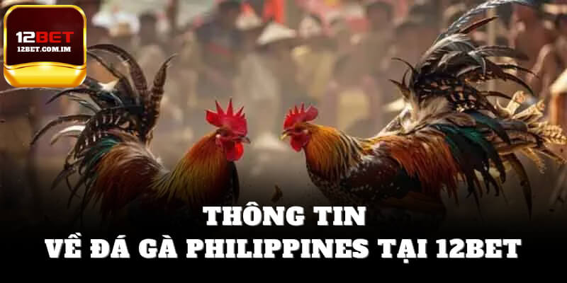 Thông tin về đá gà Philippines tại 12bet